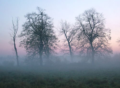 4 Trees in the Fog